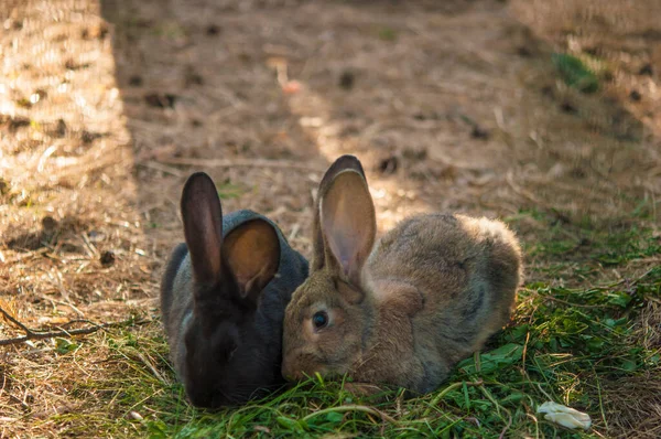 Little rabbit in spring garden grass. Cute white food\'s rabbit in green sitting park