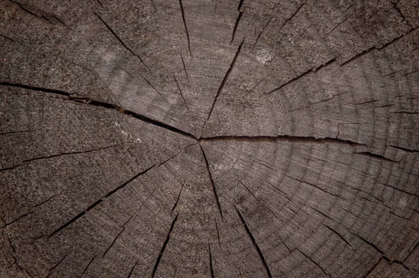 Tronco Seco Del Árbol Cortado Hace Mucho Tiempo —  Fotos de Stock