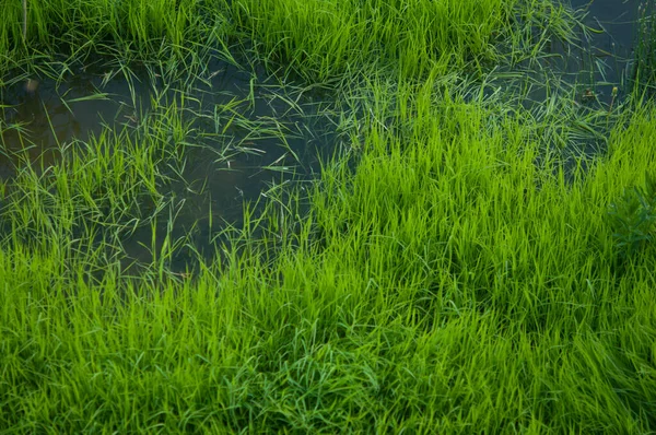 Roślinność Wodna Zielona Trawa Wodna Małej Powolnej Rzece Letnie Popołudnie — Zdjęcie stockowe