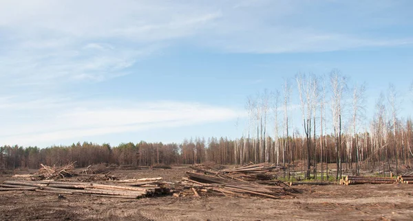 火灾一年后的针叶林 在一场大火中 针叶树在绿草的衬托下被烧毁了 森林火灾问题 — 图库照片