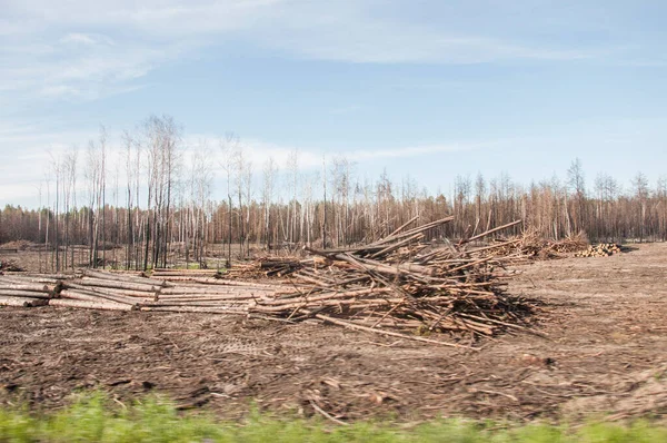 Bosque Coníferas Año Después Del Incendio Los Árboles Coníferas Quemaron — Foto de Stock