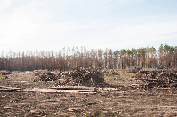 Forêt Conifères Après Feu Des Conifères Brûlés Lors Incendie Sur — Photo