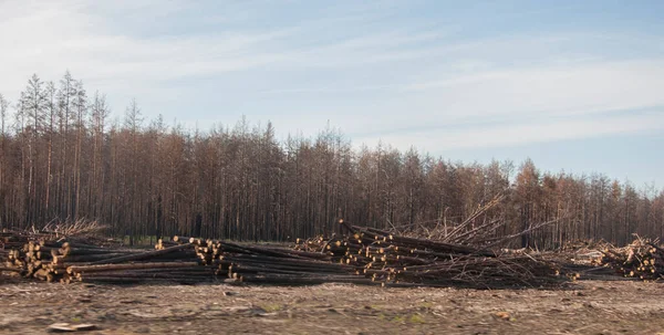 Bosque Coníferas Año Después Del Incendio Los Árboles Coníferas Quemaron — Foto de Stock