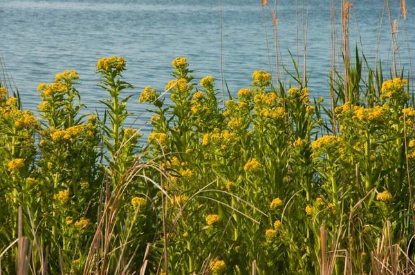 Gewöhnliche Wiesenblume See — Stockfoto