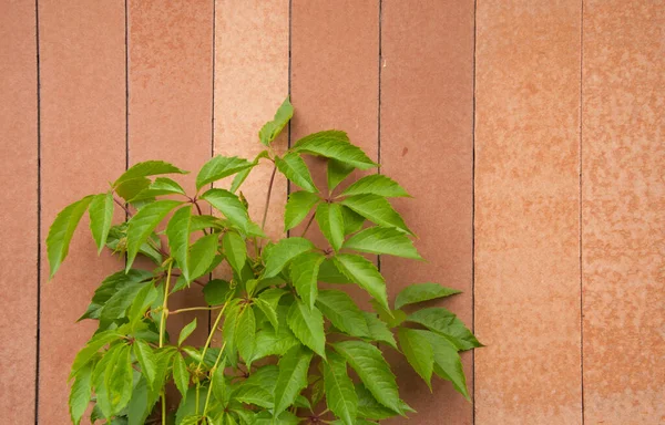 Grape Leaves Old Wood Background Copy Space — Zdjęcie stockowe