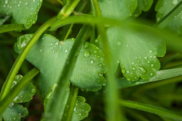 Herbe Fraîche Avec Gouttes Rosée Matin — Photo