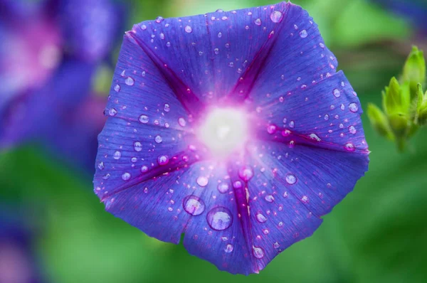 Morning Glory Flower Ipomoea Violacea Dew Drops — Photo