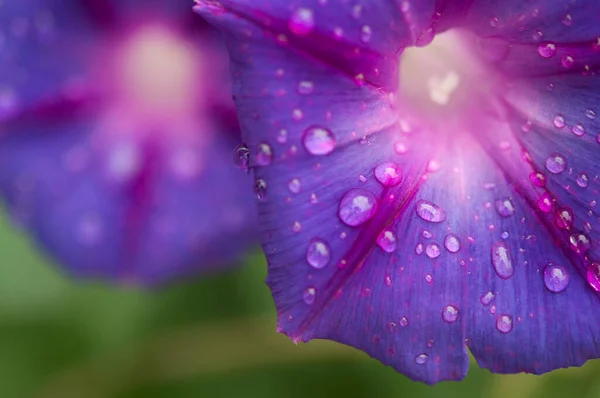 Morning Glory Flower Ipomoea Violacea Dew Drops — ストック写真