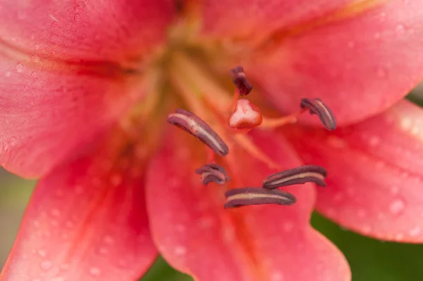 Pink Lily Flower Raindrops Wallpapers Desktop Backgrounds Pink Lilies Dew — Stock Photo, Image