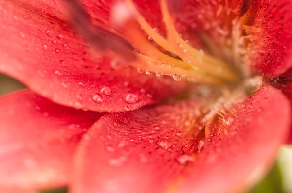 Pink Lily Flower Raindrops Wallpapers Desktop Backgrounds Pink Lilies Dew — Stock Photo, Image