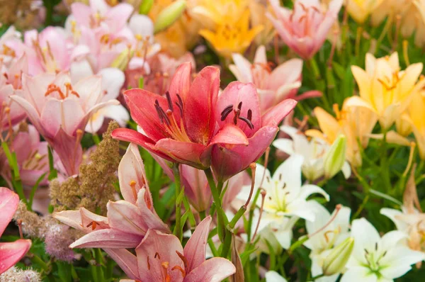 Bush Colorful Lilies Blooms Flower Bed Summer Shade — Stock fotografie