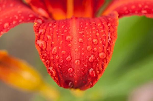 Pink Lily Flower Raindrops Wallpapers Desktop Backgrounds Pink Lilies Dew — Fotografia de Stock