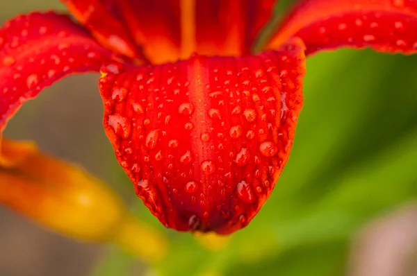 Pink Lily Flower Raindrops Wallpapers Desktop Backgrounds Pink Lilies Dew — Stock Photo, Image