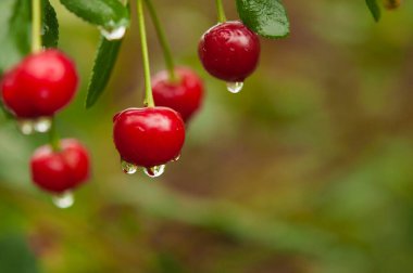 Ripe red cherries on the tree. Healthy food - berries. Vegetarian food. Harvest in the garden. Raindrops