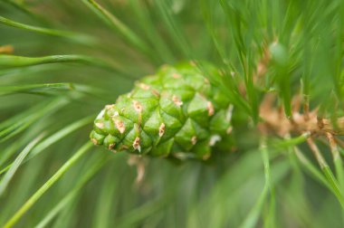 Pine needle with big dewdrops after rain. Nature background