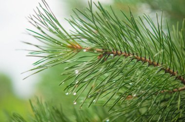 Pine needle with big dewdrops after rain. Nature background