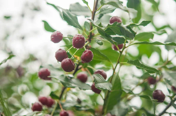 Ripe Red Cherries Tree Healthy Food Berries Vegetarian Food Harvest — Fotografia de Stock