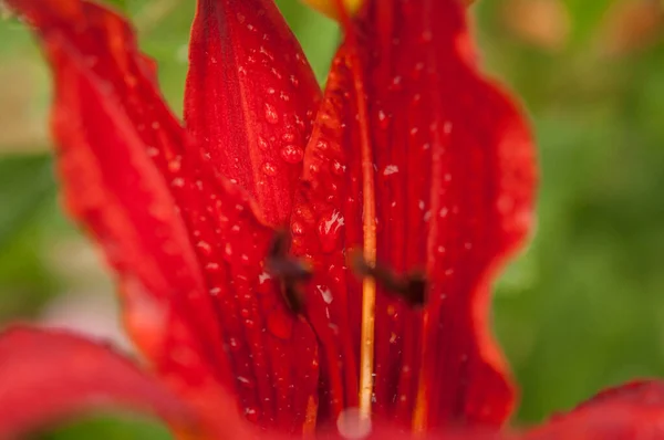 Lily Flower Raindrops Wallpapers Desktop Backgrounds Raindrops Lilium Lily Flower — стоковое фото