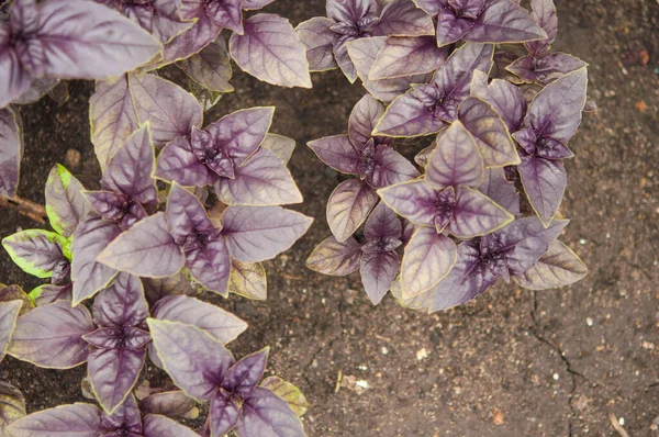 Basil on the garden bed. A young purple basil bush grows outside in the garden. spicy herbs. Crop and vegetable growing. Healthy vegetables, spices. close-up