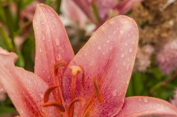 Lily Flower Raindrops Wallpapers Desktop Backgrounds Raindrops Lilium Lily Flower — Foto de Stock