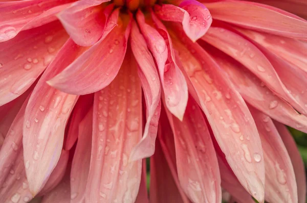 Macro Pink Dahlia Flower Beautiful Pink Daisy Flower Pink Petals — Stockfoto