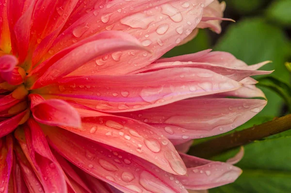 Macro of pink dahlia flower. Beautiful pink daisy flower with pink petals. Chrysanthemum with vibrant petals. Floral close up. Pink aesthetic. Floral pattern. Autumn garden. Romance card, layout.