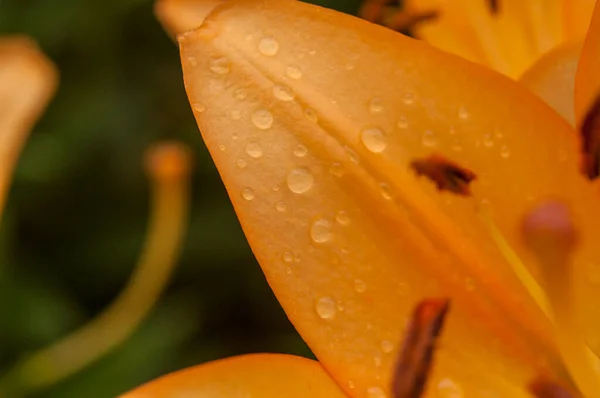 Lily Flower Raindrops Wallpapers Desktop Backgrounds Raindrops Lilium Lily Flower — Stock fotografie