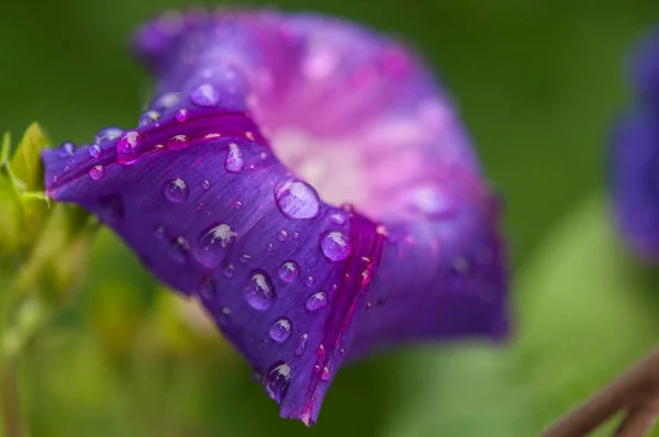 Morning Glory Flower Ipomoea Violacea Dew Drops Close — ストック写真