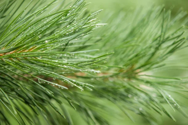 Pine needle with big dewdrops after rain. Nature background