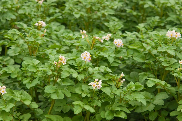 Flowering Potatoes Flowering Potato Plantation Sunlight Rays Evening Sun Selective — Stok fotoğraf