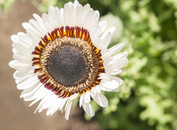 Close Graceful White Venidium Daisy Flower Venidium Fastuosum Showing Central — 图库照片