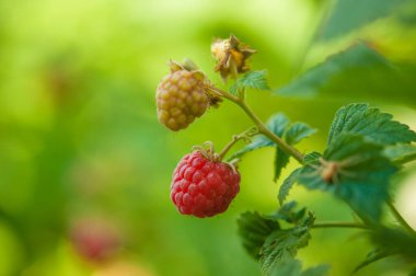 Red raspberries and green leaves in garden, closeup. branch of ripe raspberries in a garden. Red sweet berries growing on raspberry bush in fruit garden.