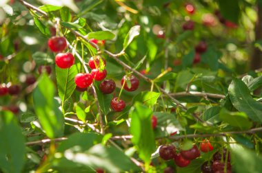 Kiraz ağacı dalında sallanan kirazlar. Bir dalda kırmızı ve tatlı kirazlar.