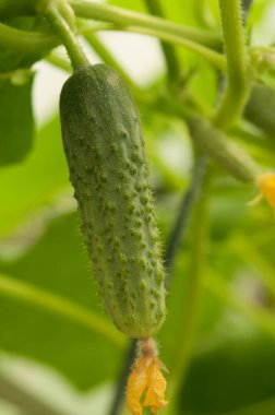 Young plants blooming cucumbers with yellow flowers, close-up on a background of green leaves. Growing and blooming young cucumbers on a branch in a greenhouse. Close-up.
