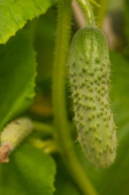 Young plants blooming cucumbers with yellow flowers, close-up on a background of green leaves. Growing and blooming young cucumbers on a branch in a greenhouse. Close-up.