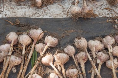 Many purple garlic dries after harvesting. Garlic summer harvest. Bio food. Rich harvest concept.