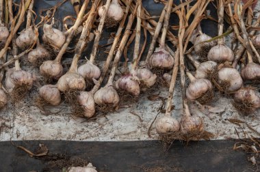 Many purple garlic dries after harvesting. Garlic summer harvest. Bio food. Rich harvest concept.