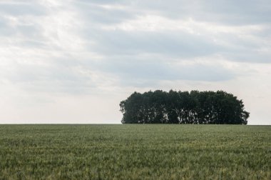 Green grass and forest landscape under blue sky