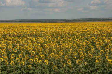 Back side of sunflower heads over the field with blue sky.  Farming and countryside concept.
