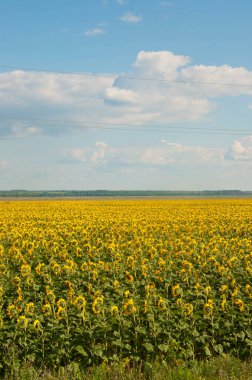 Back side of sunflower heads over the field with blue sky.  Farming and countryside concept.