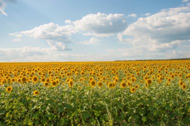 Sunflowers are Growing on the Big field. Wonderful view field of sunflowers by summertime. Long rows of nice yellow sunflower in the field under the blue sky. Black sunflower seeds.