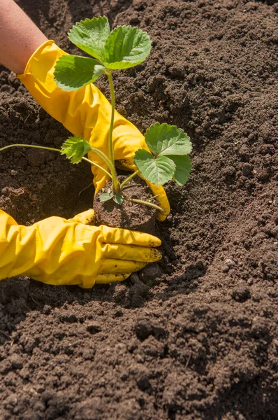 View Hands Yellow Gloves Planting Strawberry Bush Ground Garden Bed — Stock fotografie