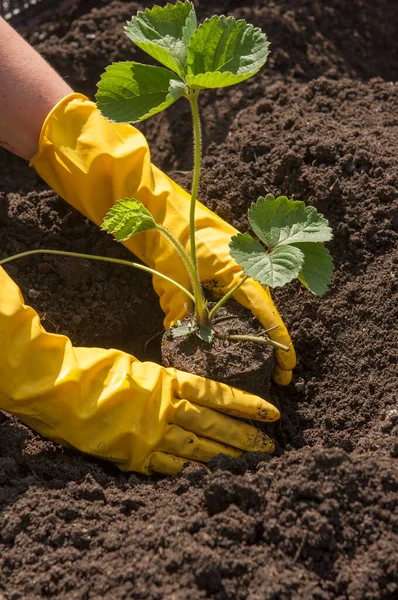 View Hands Yellow Gloves Planting Strawberry Bush Ground Garden Bed — Stock fotografie