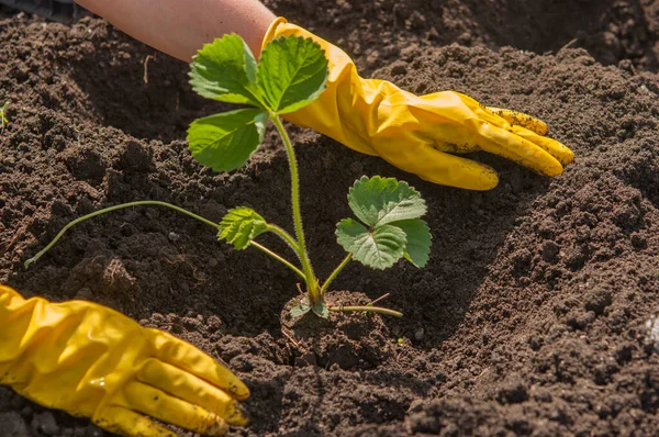 View Hands Yellow Gloves Planting Strawberry Bush Ground Garden Bed — Stock fotografie