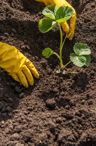 View Hands Yellow Gloves Planting Strawberry Bush Ground Garden Bed —  Fotos de Stock