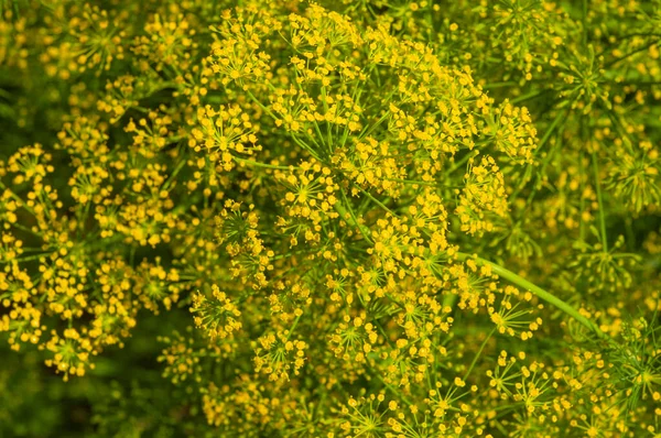 Fundo Com Dill Guarda Chuva Closeup Planta Jardim Dill Perfumado — Fotografia de Stock