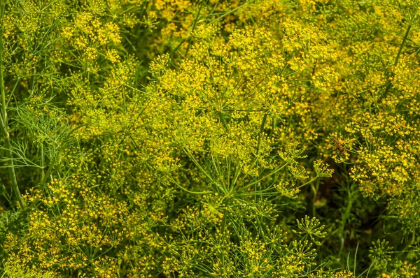 Hintergrund Mit Dill Regenschirm Nahaufnahme Gartenpflanze Duftender Dill Garten — Stockfoto