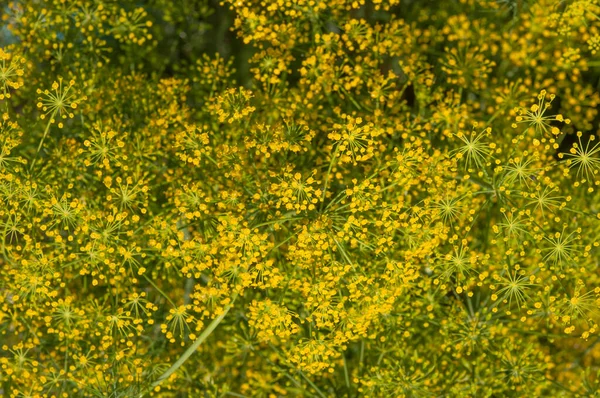 Background Dill Umbrella Closeup Garden Plant Fragrant Dill Garden Garden — Stock Photo, Image