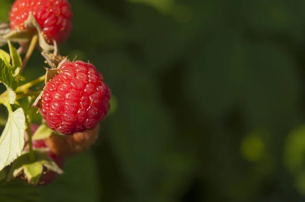 Red Raspberries Green Leaves Garden Closeup Branch Ripe Raspberries Garden — ストック写真