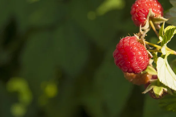 Red Raspberries Green Leaves Garden Closeup Branch Ripe Raspberries Garden — ストック写真